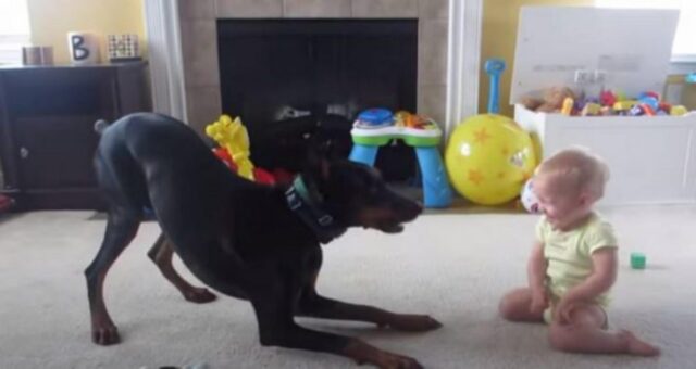 Dobermann amichevole gioca insieme ad un bambino di un anno (VIDEO)