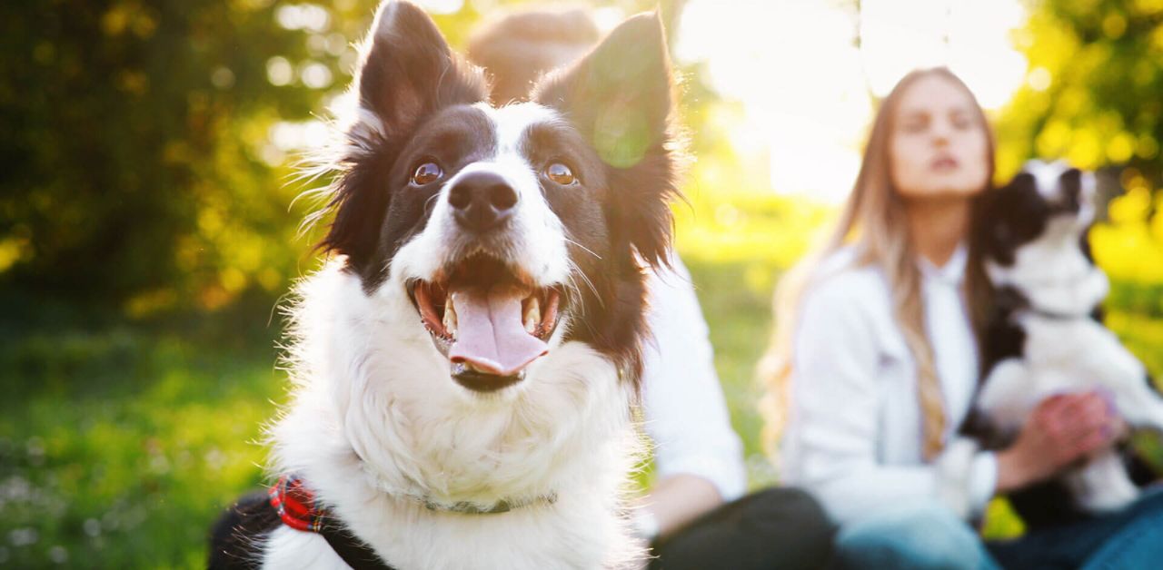 Perugia: Dog Day 2022 , la grande festa per tutti gli amanti e i proprietari degli amici a quattro zampe