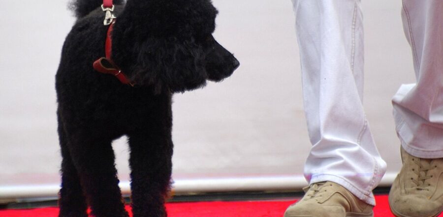 Perugia: Dog Day 2022 , la grande festa per tutti gli amanti e i proprietari degli amici a quattro zampe