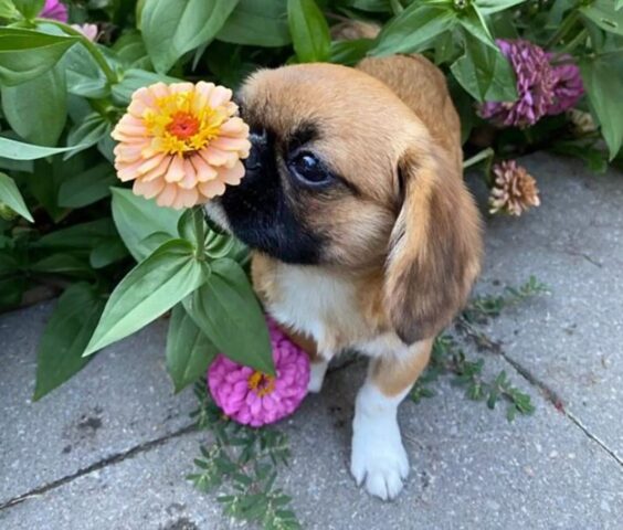 Pechinese dolcissimo ama annusare i fiori mentre è a passeggio