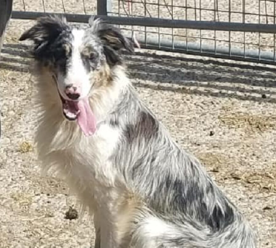 cane pelo lungo tricolore 