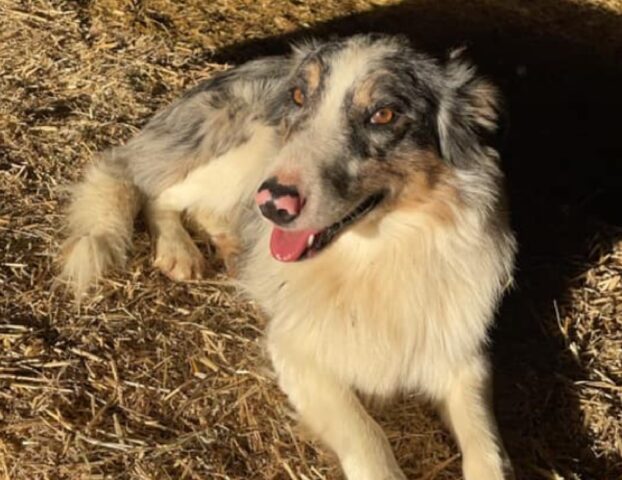 Francia, rapito cane Border Collie, il cucciolo probabilmente si trova in Nord Italia, la famiglia chiede aiuto