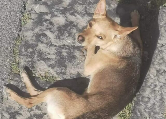 Frattamaggiore, scomparsa nel nulla una cucciola di nome Dea, la piccola ha paura della strada