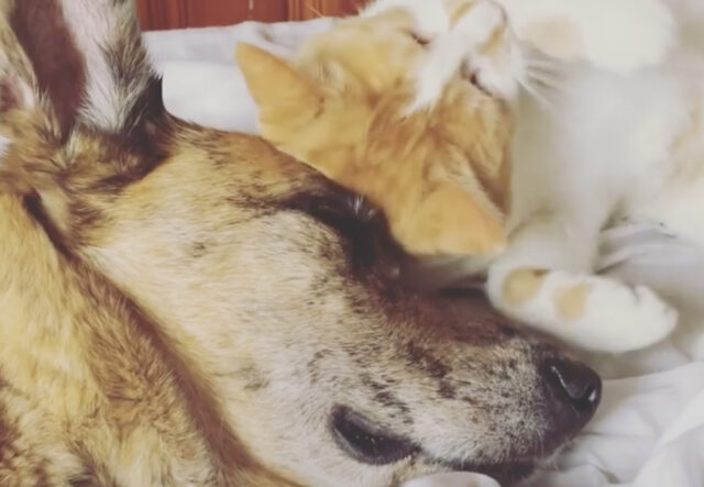Gatto e cane si vogliono bene, guardarli dormire insieme è straordinario (VIDEO)