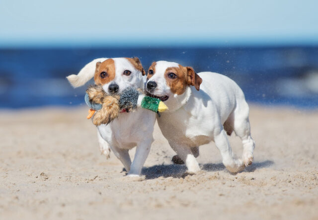 5 giochi a forma di animale per cuccioli di cane, i più divertenti