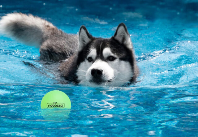 cane in piscina con gioco di gomma