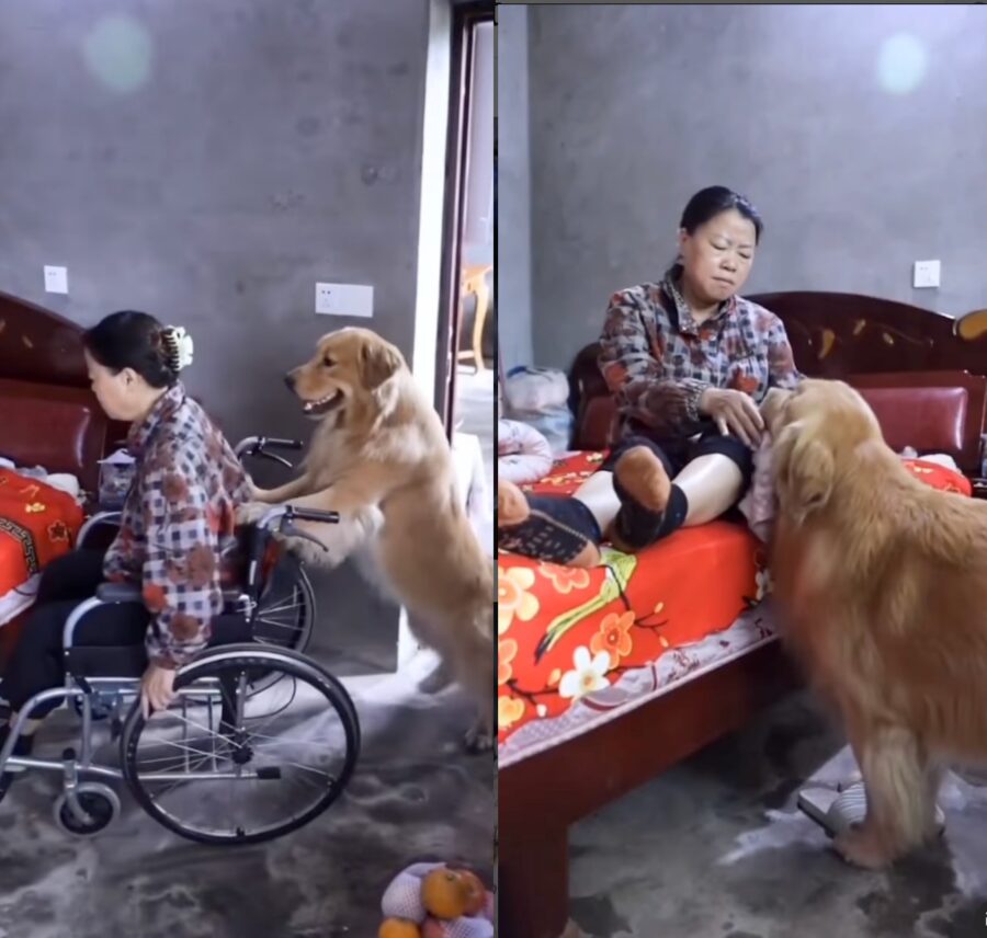 cane spinge la sedia a rotelle della sua padrona