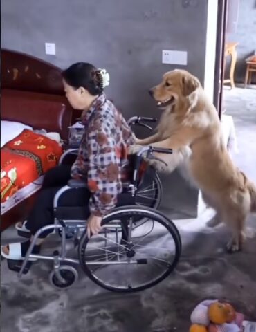 La triste storia del Golden Retriever che fa di tutto per aiutare la sua padrona in sedia a rotelle (VIDEO)