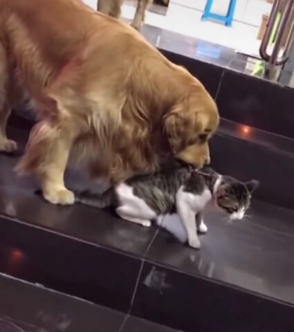 Il cagnolone Golden Retriever protegge il suo amico gatto (VIDEO)