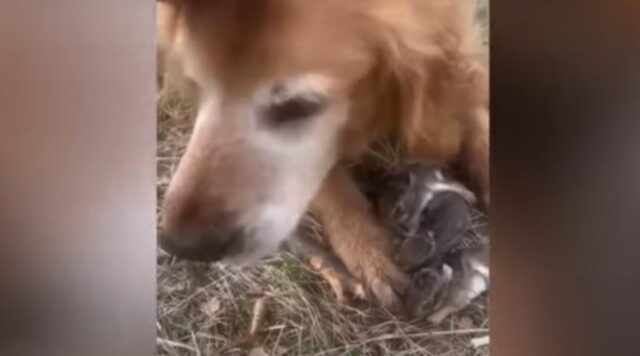 Golden Retriever fornisce protezione a dei cuccioli di coniglio per lo stupore della padrona