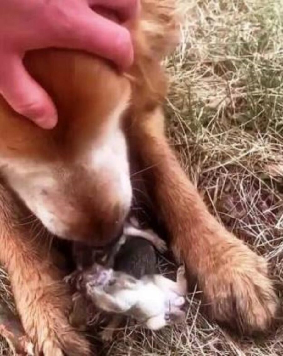 cane protegge cuccioli