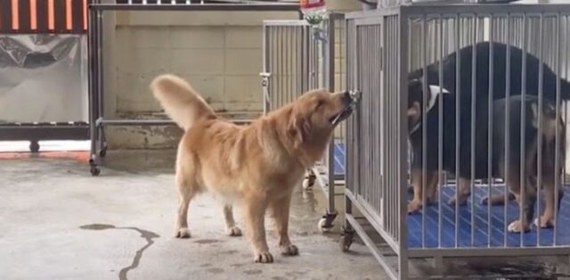 Golden Retriever molto intelligente apre con il muso la gabbia dei suoi amici per liberarli