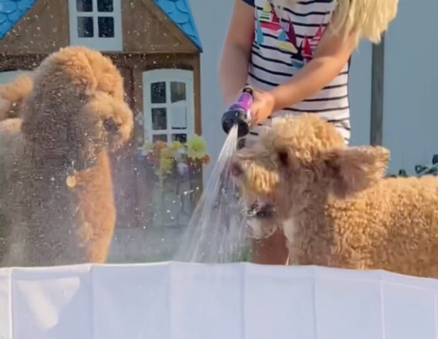 Due adorabili cani Goldendoodle giocano con l’acqua della piscina (VIDEO)