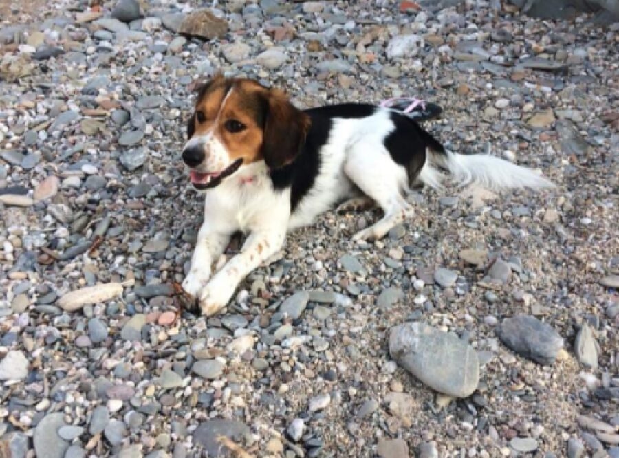 cane tricolore nome oreo 