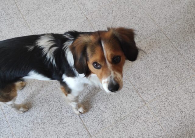 Guspini, è passato un mese dall’ultimo contatto con Oreo, il cagnolino meticcio tristemente smarrito