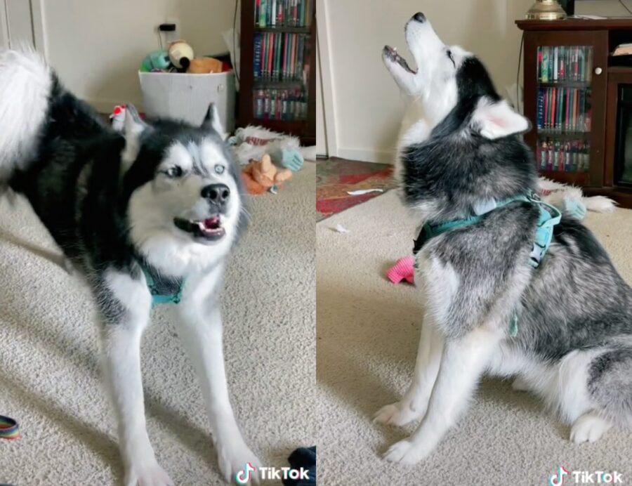 haiku il cane husky che canta