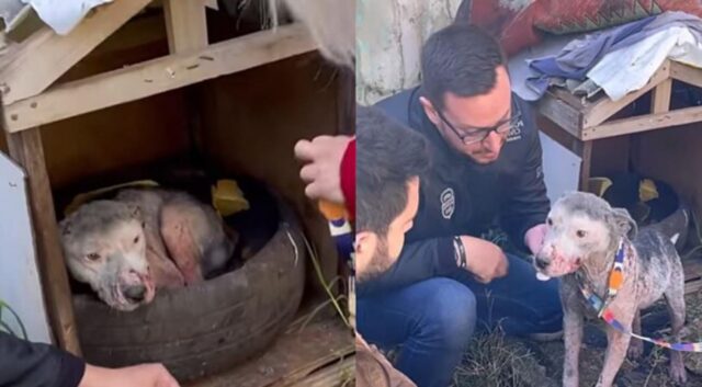 Cane salvato da un attivista che gli dona una nuova vita (VIDEO)