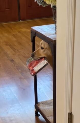 Cane che ruba le bistecche dalla cucina del papà (VIDEO)