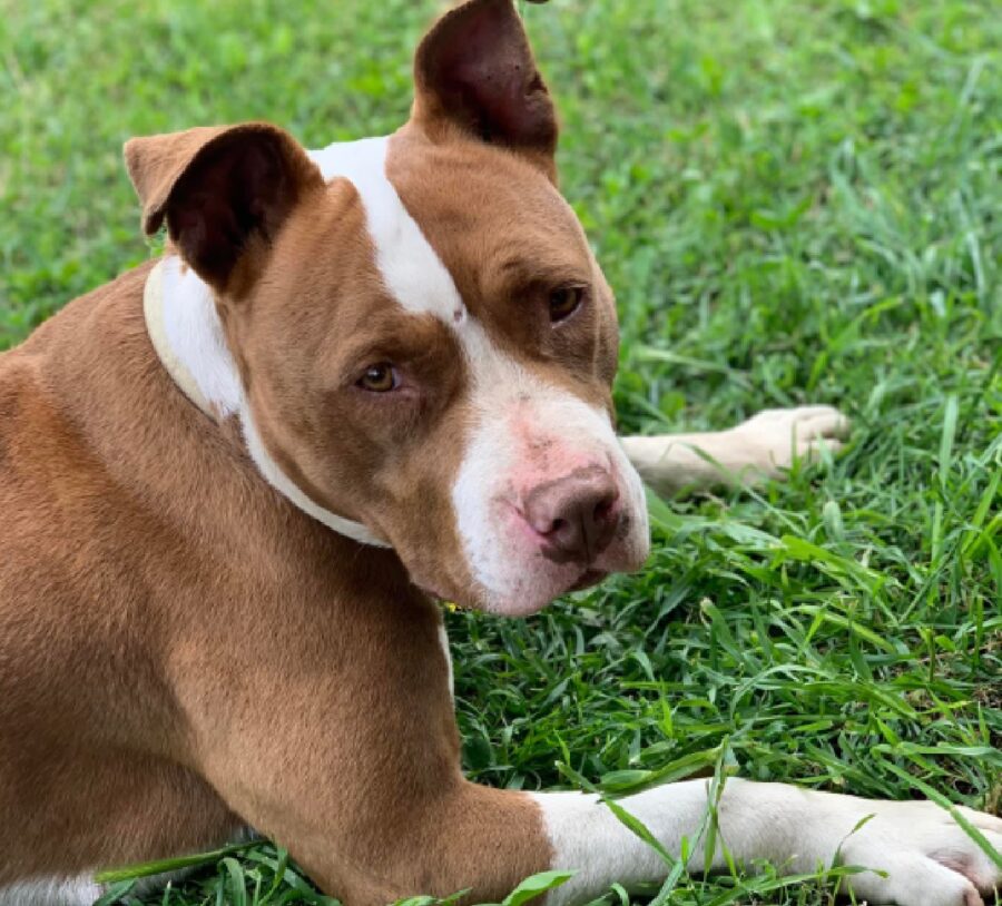 cucciola pitbull seduta per terra