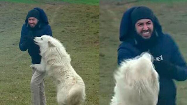 Cane interrompe un servizio televisivo tra le risa di tutti (VIDEO)