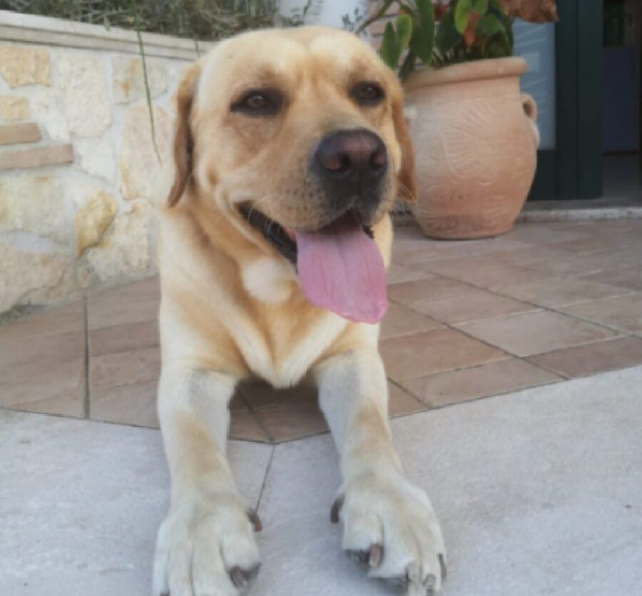 cane labrador relax esterno casa