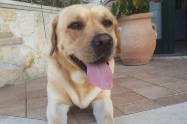 Minturno, si denuncia l’improvvisa scomparsa di un Labrador di 5 anni, il cane risponde al nome di Danny