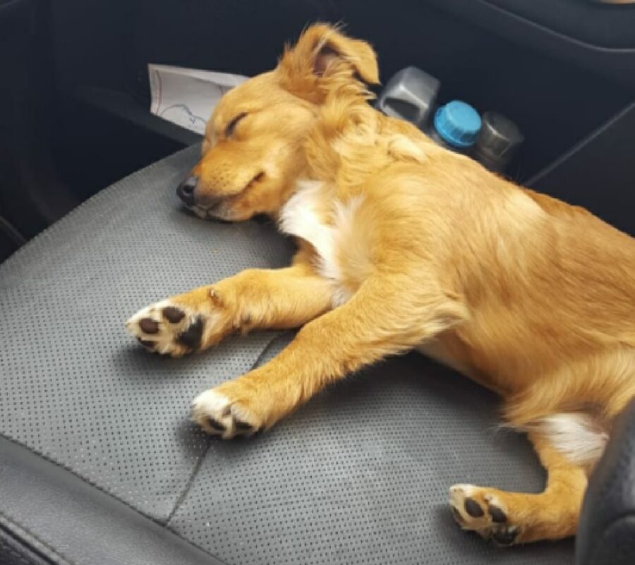 cane pelo fulvo dorme 