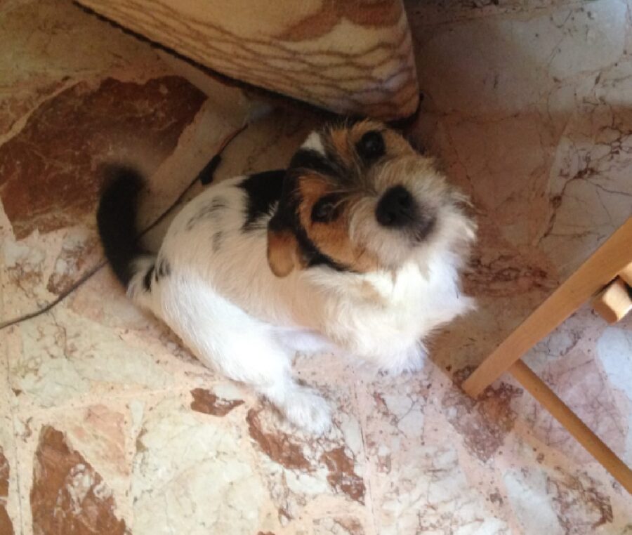 cagnolino guarda in alto 