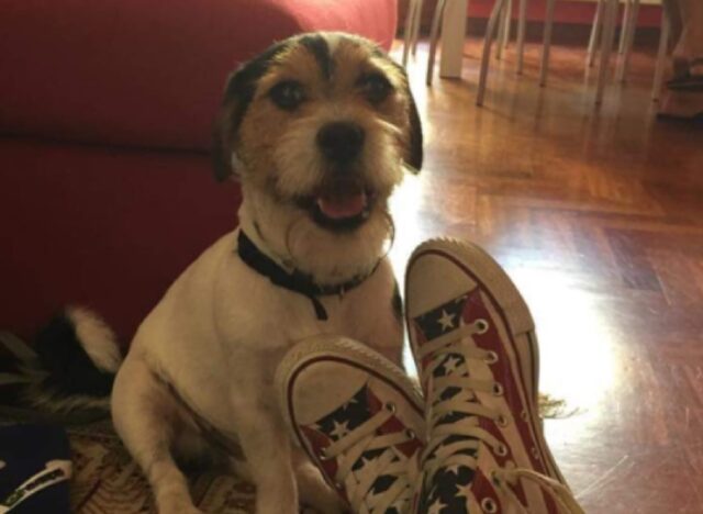 Palermo, rapito cagnolino Jack Russell durante una passeggiata, indagano le autorità sul caso