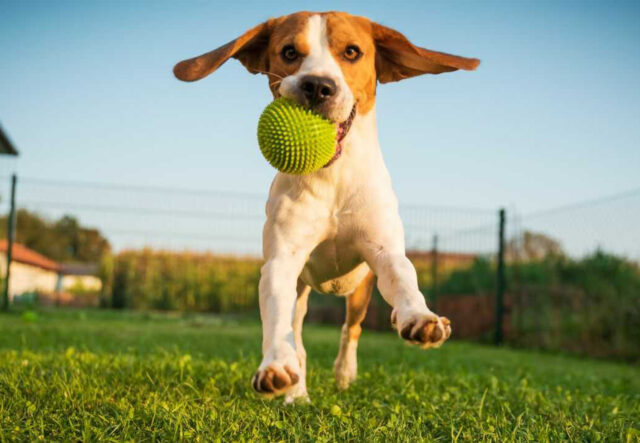cucciolo di cane che gioca con le palline