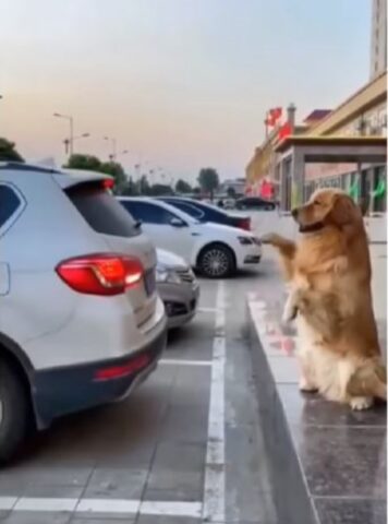 Un cane aiuta il suo papà adottivo a parcheggiare (VIDEO)