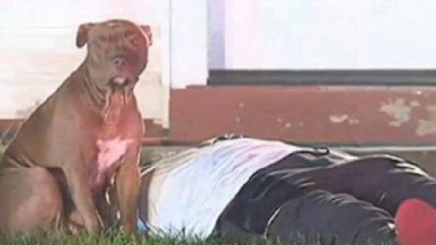 Pit bull fedele non vuole allontanarsi dal padrone