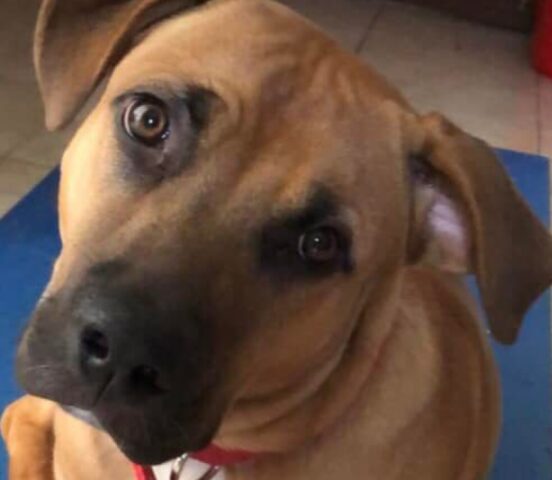 Pogliano Milanese, Amstaff di un anno viene smarrito, l’amichevole cucciolo risponde al nome di Tyson