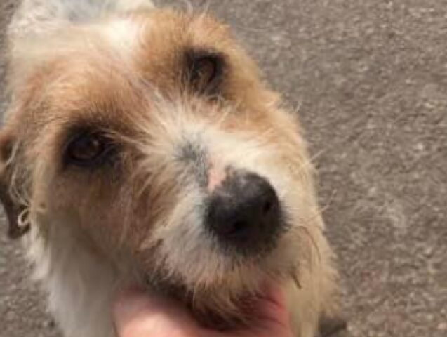 Pompei, Jack Russell Terrier a pelo lungo viene smarrito, il piccolo Zidane deve tornare a casa