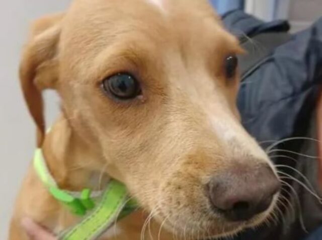 Cucciolo di cane trovato nella spazzatura cerca una vita migliore