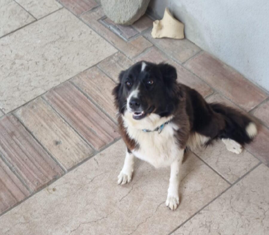 cagnolina seduta con zampe allungate 