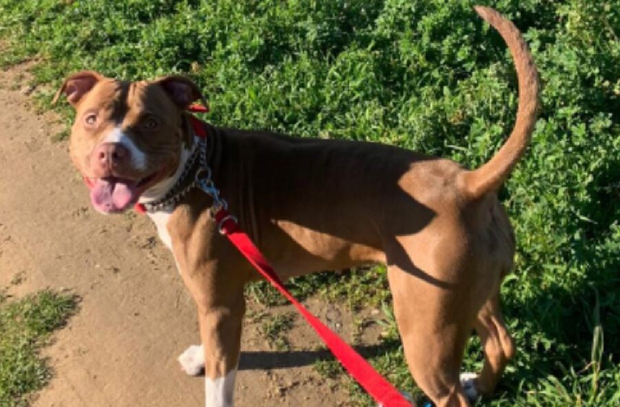 cucciola amstaff collare e guinzaglio rossi 