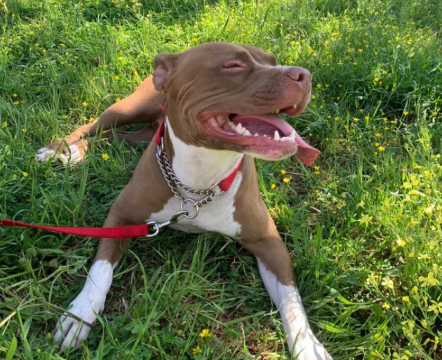 cane amstaff sorridente 