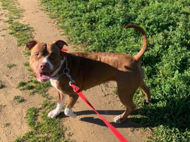 Roma, la cucciola Amstaff salta fuori dalla finestra e si da alla fuga, avviene in questo modo lo smarrimento di Aura