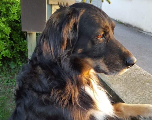 Ruda, preoccupa la scomparsa di Dylan, questo anziano cane meticcio smarritosi da giorni