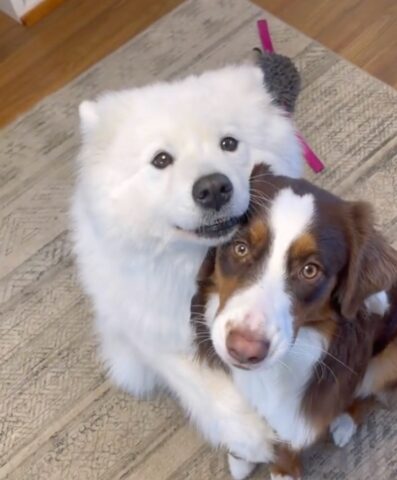 Cucciolo di Samoiedo riceve il regalo più bello: una sorellina a quattro zampe! (VIDEO)