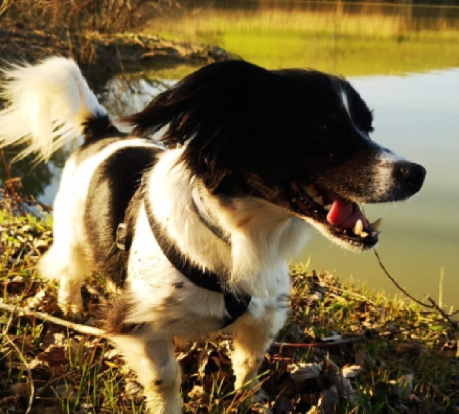 cane passeggiata vicino lago 