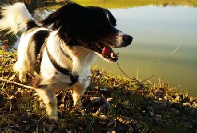 Santarello, cagnolino smarrito deve tornare dalla sua famiglia, questa lo cerca da mesi