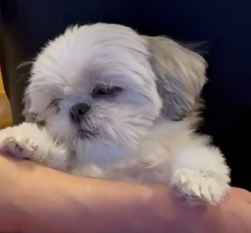 Cucciolo di Shih Tzu si addormenta tra le braccia del suo papà umano (VIDEO)