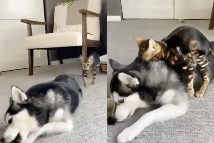 siberian husky attaccato da un gatto per divertimento
