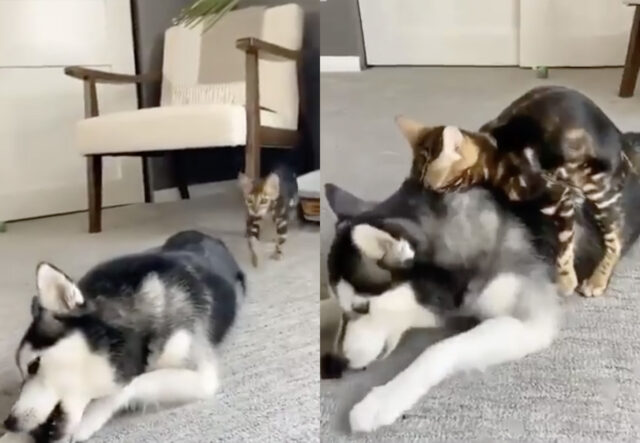 Siberian Husky attaccato da un gatto ‘feroce’ (si fa per dire), il video è da sbellicarsi