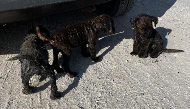 Tre cuccioli ricoperti di olio vengono aiutati e subiscono una grande trasformazione