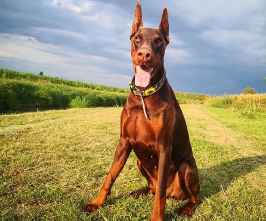 cane dobermann collare giallo e marrone 