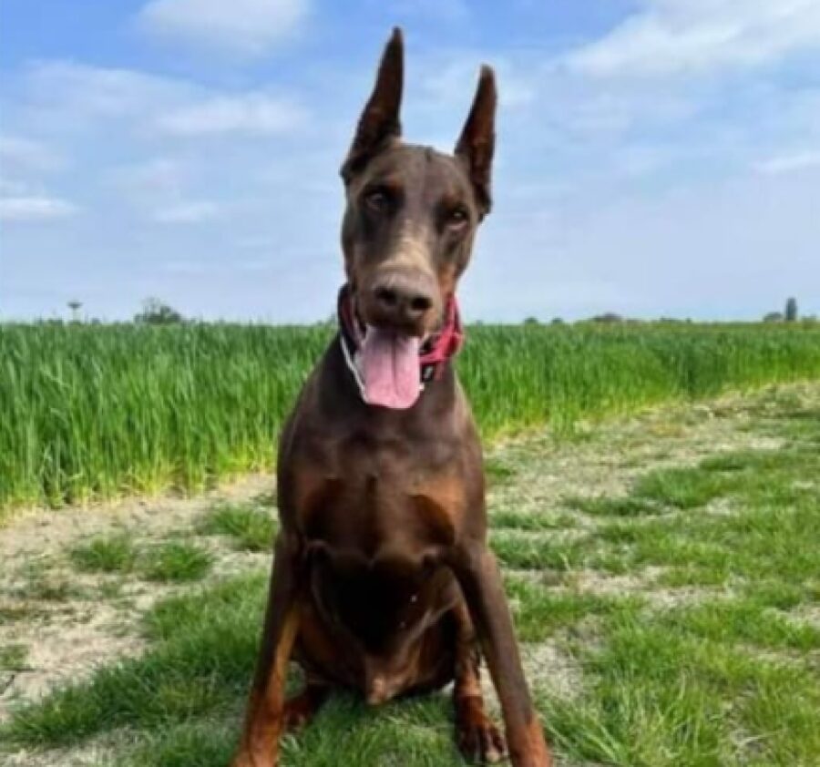 cane dobermann lingua lunga