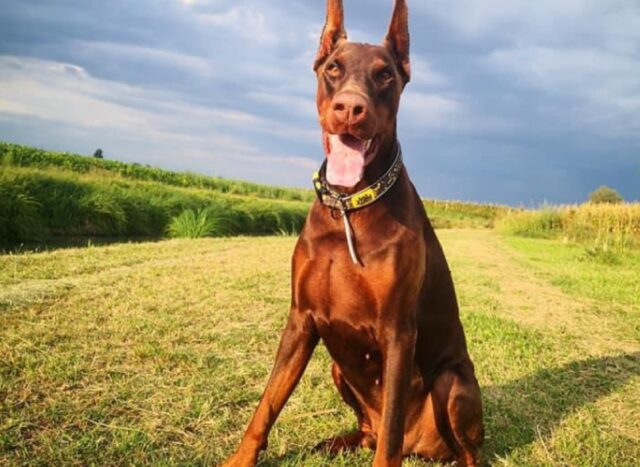 Trecenta, spaventato, scappa via questo cane Dobermann di 5 anni, risponde al nome di Lego